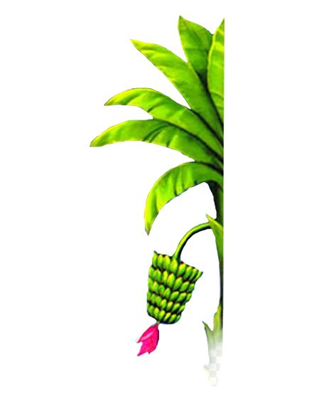 kela ka plant